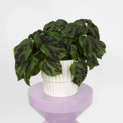 Coleus 'Tiger' - Siernetel - Hoogte 25-35cm - ø17cm