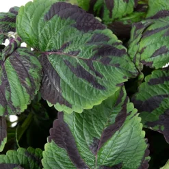 Coleus 'Tiger' - Siernetel - Hoogte 25-35cm - ø17cm