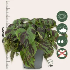 Coleus 'Tiger' - Siernetel - Hoogte 25-35cm - ø17cm