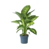 Dief van Bagdad - Dieffenbachia 'Tropic' - Hoogte 70-80cm - ⌀24cm