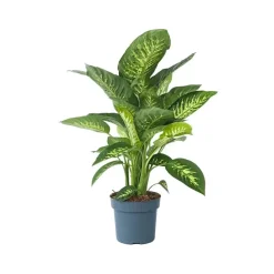 Dief van Bagdad - Dieffenbachia 'Tropic' - Hoogte 70-80cm - ⌀24cm