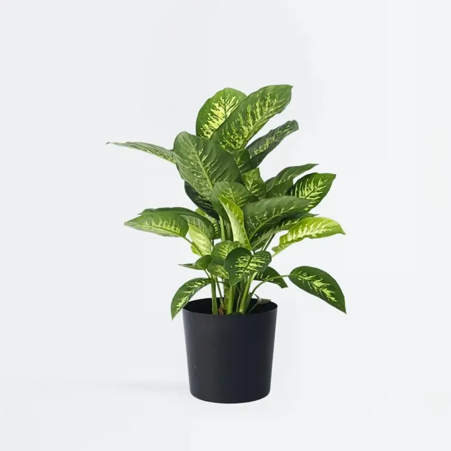 Dief van Bagdad - Dieffenbachia 'Tropic' - Hoogte 70-80cm - ⌀24cm