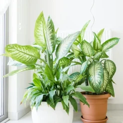 Dief van Bagdad - Dieffenbachia 'Tropic' - Hoogte 70-80cm - ⌀24cm