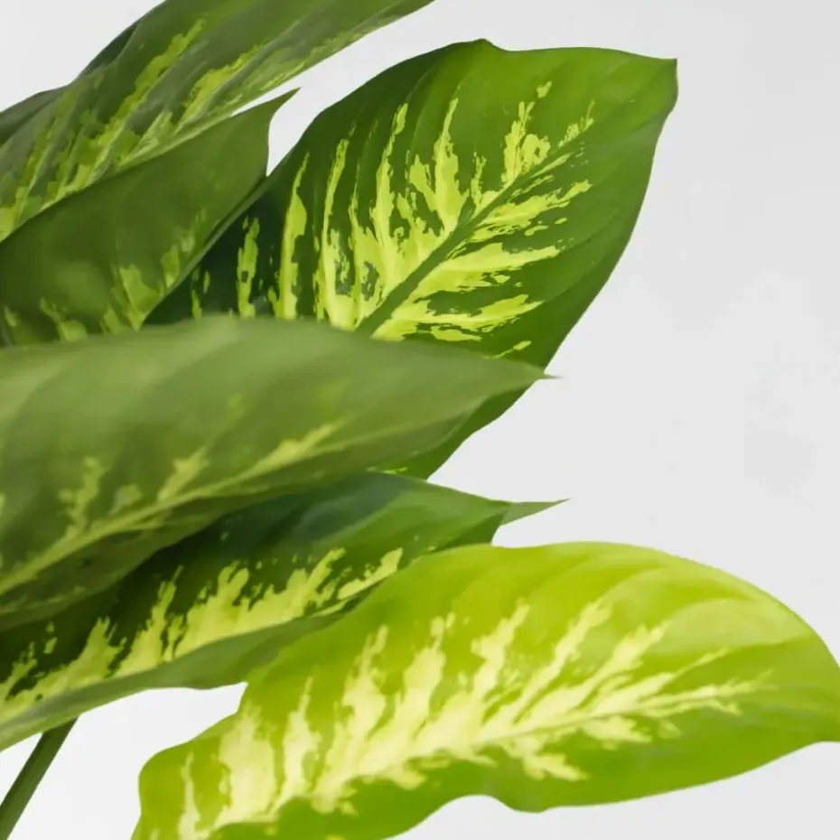 Dief van Bagdad - Dieffenbachia 'Tropic' - Hoogte 70-80cm - ⌀24cm