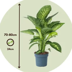 Dief van Bagdad - Dieffenbachia 'Tropic' - Hoogte 70-80cm - ⌀24cm