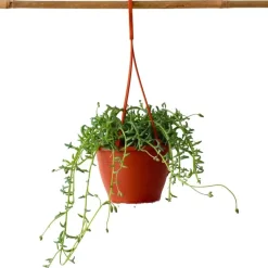 Dolfijnenplant - Senecio peregrinus - Hoogte 10-20cm - ⌀12cm