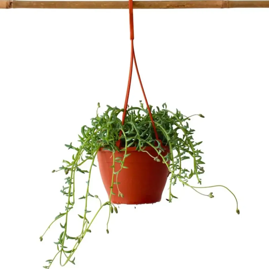 Dolfijnenplant - Senecio peregrinus - Hoogte 10-20cm - ⌀12cm