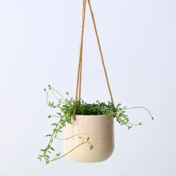 Dolfijnenplant - Senecio peregrinus - Hoogte 10-20cm - ⌀12cm