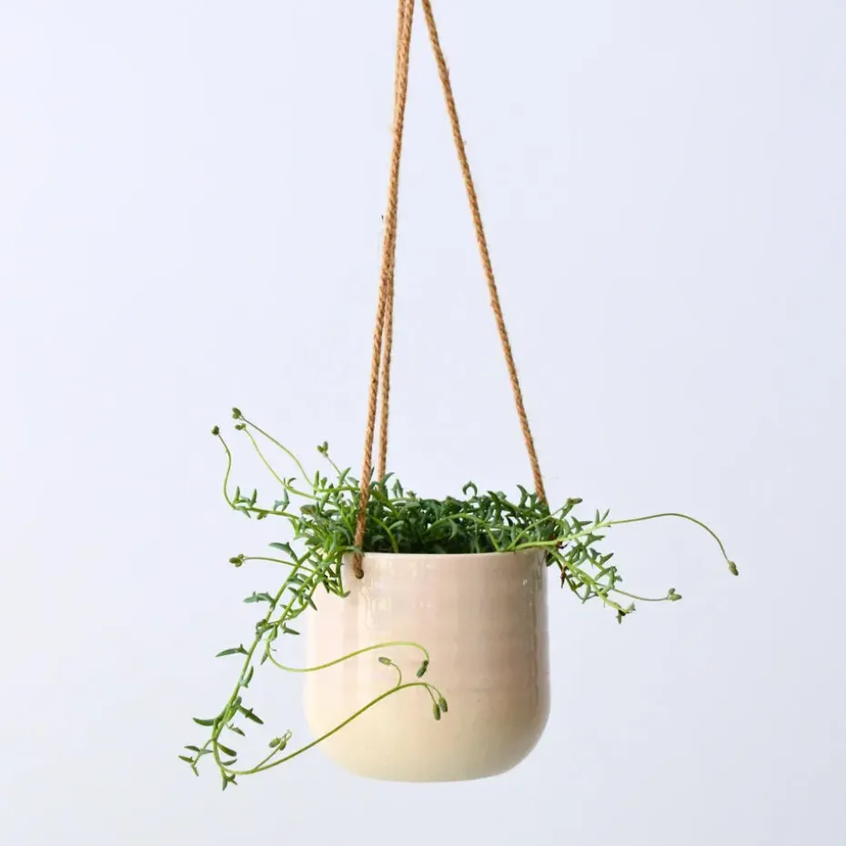 Dolfijnenplant - Senecio peregrinus - Hoogte 10-20cm - ⌀12cm