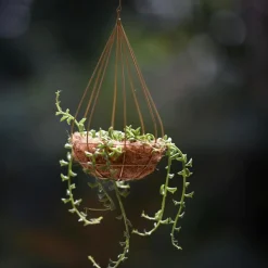 Dolfijnenplant - Senecio peregrinus - Hoogte 10-20cm - ⌀12cm