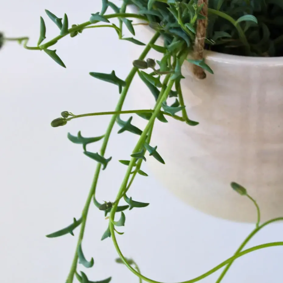 Dolfijnenplant - Senecio peregrinus - Hoogte 10-20cm - ⌀12cm