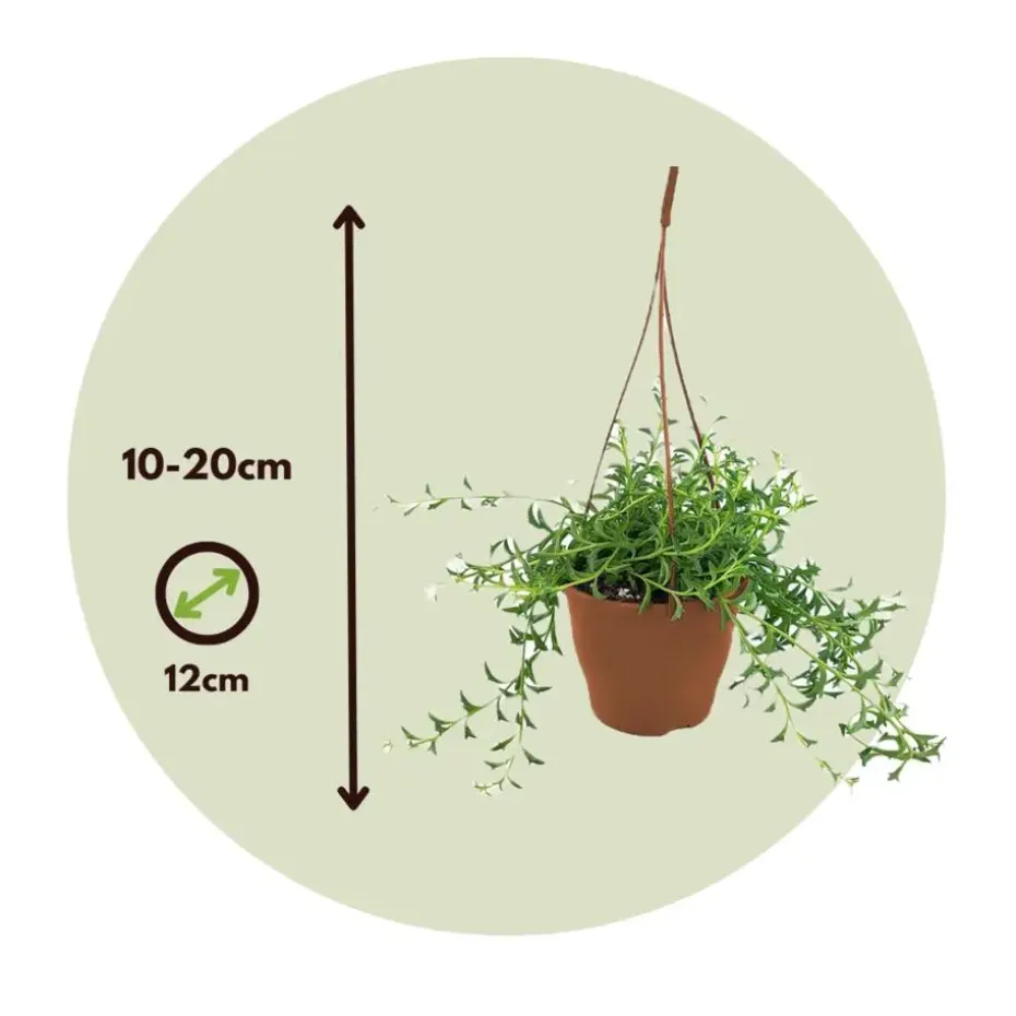 Dolfijnenplant - Senecio peregrinus - Hoogte 10-20cm - ⌀12cm