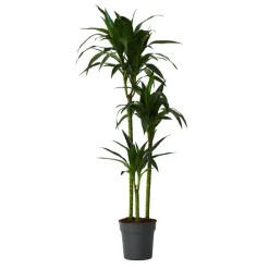 Drakenbloedboom - Dracaena deremensis 'Janet Craig' - Hoogte 140-150cm - ⌀24cm