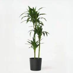 Drakenbloedboom - Dracaena deremensis 'Janet Craig' - Hoogte 140-150cm - ⌀24cm