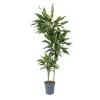 Drakenbloedboom - Dracaena fragrans 'Cintho' - Hoogte 140-150cm - ⌀24cm