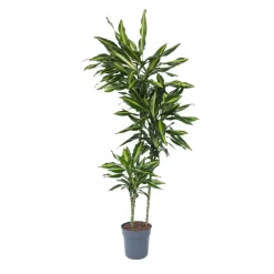 Drakenbloedboom - Dracaena fragrans 'Cintho' - Hoogte 140-150cm - ⌀24cm