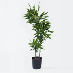 Drakenbloedboom - Dracaena fragrans 'Cintho' - Hoogte 140-150cm - ⌀24cm