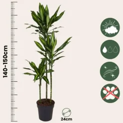 Drakenbloedboom - Dracaena fragrans 'Cintho' - Hoogte 140-150cm - ⌀24cm