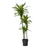 Drakenbloedboom - Dracaena 'Lemon Lime' - Hoogte 130-140cm - ⌀24cm