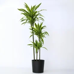 Drakenbloedboom - Dracaena 'Lemon Lime' - Hoogte 130-140cm - ⌀24cm