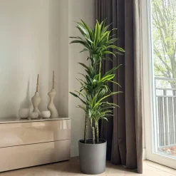 Drakenbloedboom - Dracaena 'Lemon Lime' - Hoogte 130-140cm - ⌀24cm
