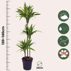 Drakenbloedboom - Dracaena 'Lemon Lime' - Hoogte 130-140cm - ⌀24cm