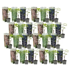 Druivenplant - Set van 24 - Vitis vinifera - Hoogte 25-40cm - ⌀9cm