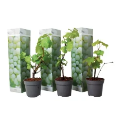 Druivenplant - Set van 3 - Vitis vinifera 'Chardonnay' - Hoogte 25-40cm - ⌀9cm