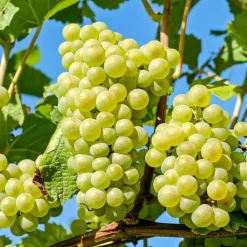 Druivenplant - Set van 3 - Vitis vinifera 'Chardonnay' - Hoogte 25-40cm - ⌀9cm