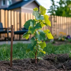 Druivenplant - Set van 3 - Vitis vinifera 'Chardonnay' - Hoogte 25-40cm - ⌀9cm