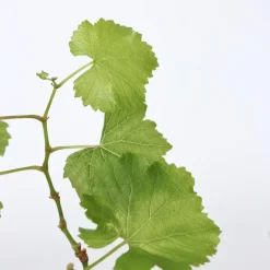 Druivenplant - Set van 3 - Vitis vinifera 'Chardonnay' - Hoogte 25-40cm - ⌀9cm