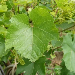 Druivenplant - Set van 3 - Vitis vinifera 'Chardonnay' - Hoogte 25-40cm - ⌀9cm