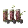 Druivenplant - Set van 3 - Vitis vinifera 'pinot gris' - Hoogte 25-40cm - ⌀9cm