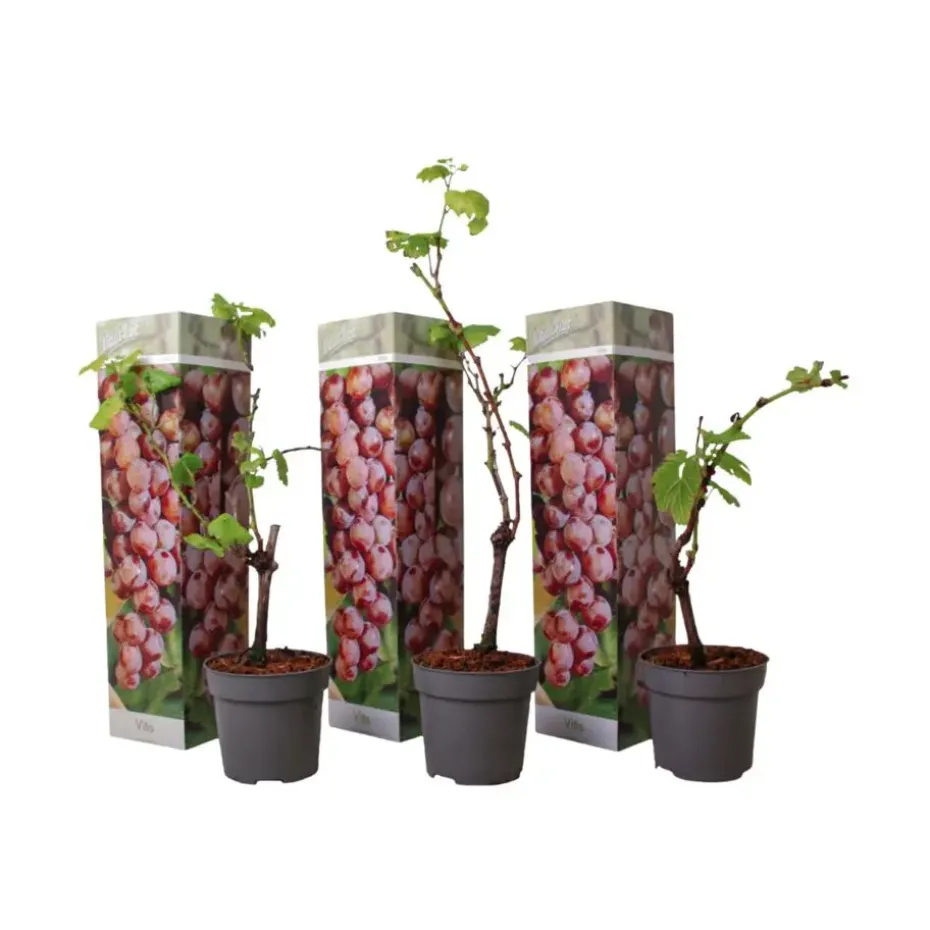 Druivenplant - Set van 3 - Vitis vinifera 'pinot gris' - Hoogte 25-40cm - ⌀9cm