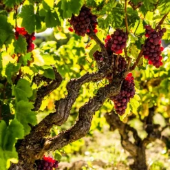 Druivenplant - Set van 3 - Vitis vinifera 'pinot gris' - Hoogte 25-40cm - ⌀9cm