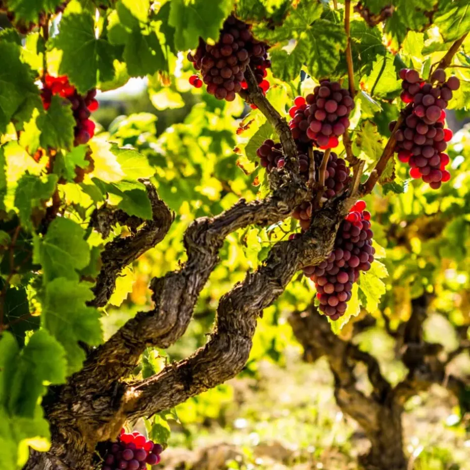 Druivenplant - Set van 3 - Vitis vinifera 'pinot gris' - Hoogte 25-40cm - ⌀9cm