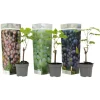 Druivenplant - Set van 3 - Vitis vinifera - Hoogte 25-40cm - ⌀9cm