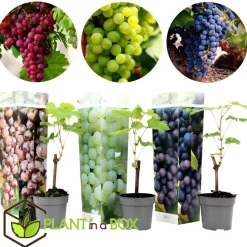 Druivenplant - Set van 3 - Vitis vinifera - Hoogte 25-40cm - ⌀9cm