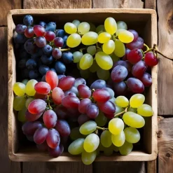 Druivenplant - Set van 3 - Vitis vinifera - Hoogte 25-40cm - ⌀9cm