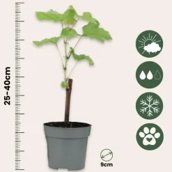 Druivenplant - Set van 3 - Vitis vinifera - Hoogte 25-40cm - ⌀9cm
