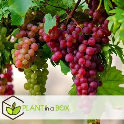 Druivenplant - Set van 3 - Vitis vinifera - Hoogte 25-40cm - ⌀9cm