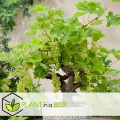 Druivenplant - Set van 3 - Vitis vinifera - Hoogte 25-40cm - ⌀9cm