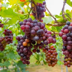 Druivenplant - Set van 3 - Vitis vinifera - Hoogte 25-40cm - ⌀9cm