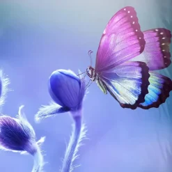 Duvet cover Pure 200x220 + 2* 60x70 cm