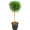 Dwergden - Pinus 'Summer Breeze' - Hoogte 70-80cm - ⌀24cm