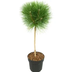 Dwergden - Pinus 'Summer Breeze' - Hoogte 70-80cm - ⌀24cm
