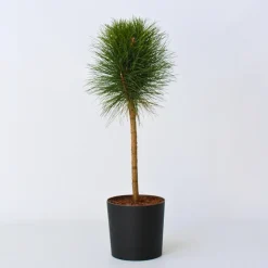 Dwergden - Pinus 'Summer Breeze' - Hoogte 70-80cm - ⌀24cm