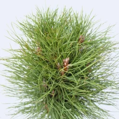 Dwergden - Pinus 'Summer Breeze' - Hoogte 70-80cm - ⌀24cm