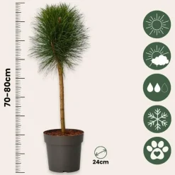 Dwergden - Pinus 'Summer Breeze' - Hoogte 70-80cm - ⌀24cm