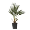 Dwergpalm - Chamaerops humilis - Hoogte 70-80cm - ⌀21cm